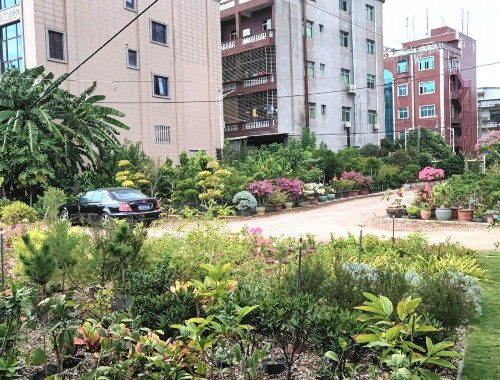 杭州城市绿化常用的植物和花