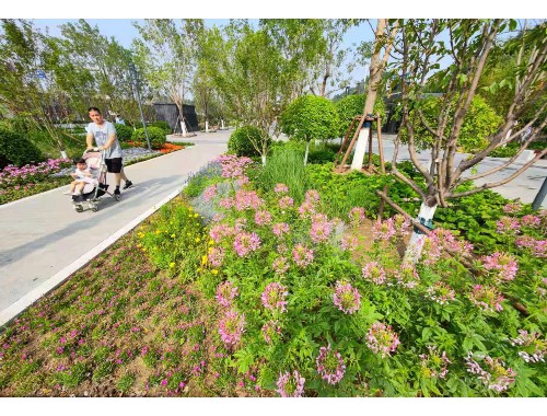 博鱼boyu登录入口：宜昌城市绿化带种植什么植物好