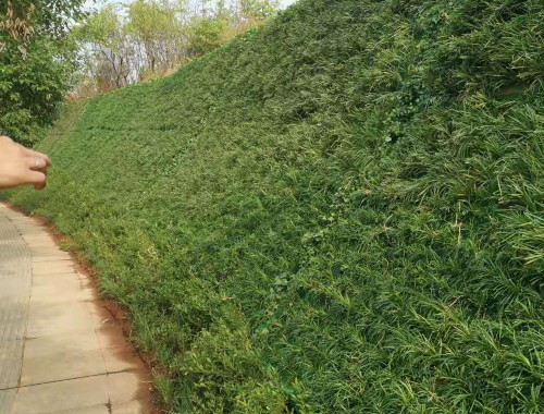 博鱼boyu登录入口：上虞绿化工程招标网站有哪些